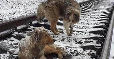 【衝撃】二匹の犬は列車が来ても動じることなく、線路の上から絶対に動かなかった。その衝撃の理由が